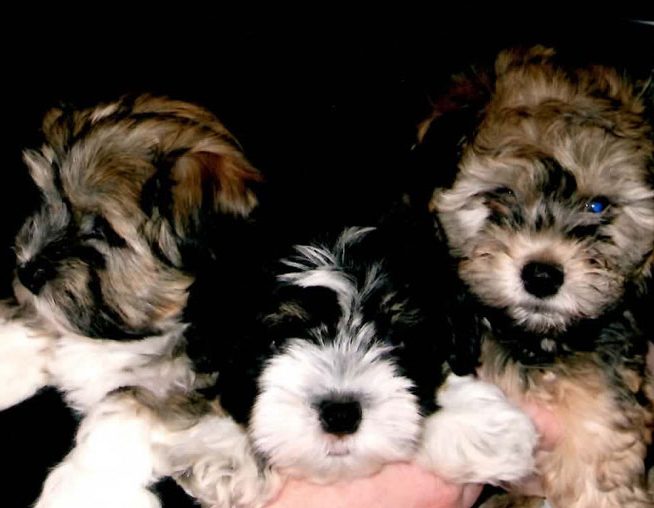 havanese1